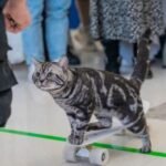 The most unique and bizarre Guinness World Records of 2024 include origami dolphins and a skateboard cat