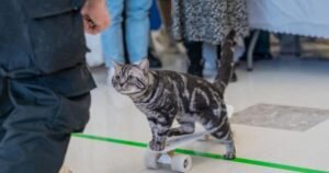 112073-fastest-10-m-on-a-skateboard-by-a-cat-header.jpg