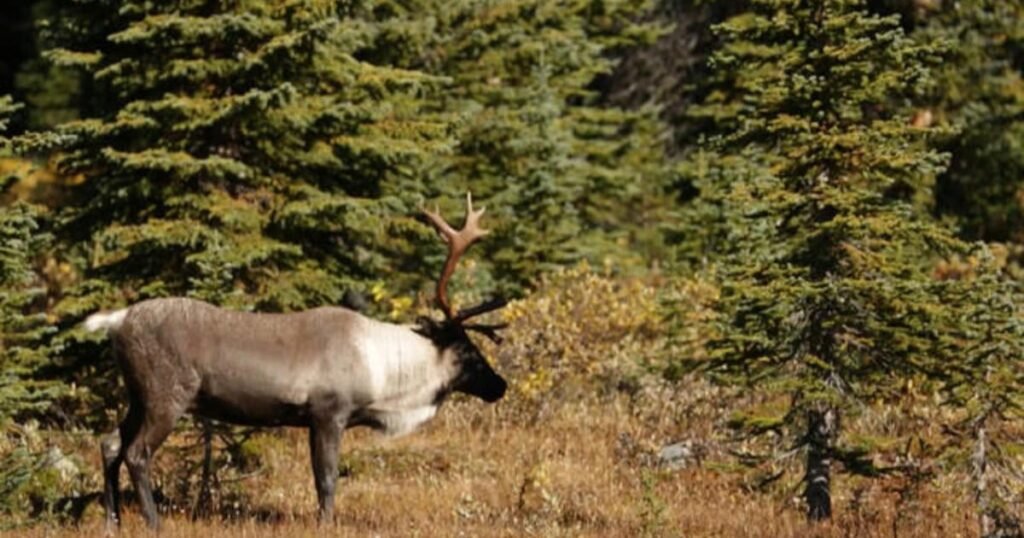 The fight to protect a species of reindeer