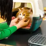 Here’s how to protect your cat from this deadly bird flu