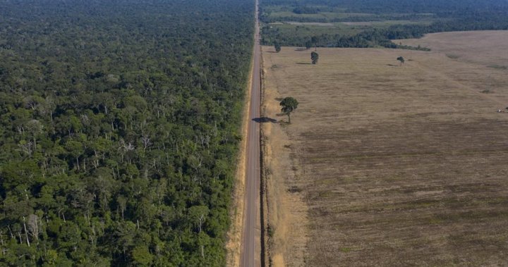 38 people die in an accident between a passenger bus and a truck in Brazil – National