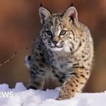 Bird flu kills 20 big cats in Washington wildlife sanctuary