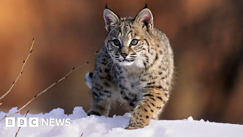 Bird flu kills 20 big cats in Washington wildlife sanctuary