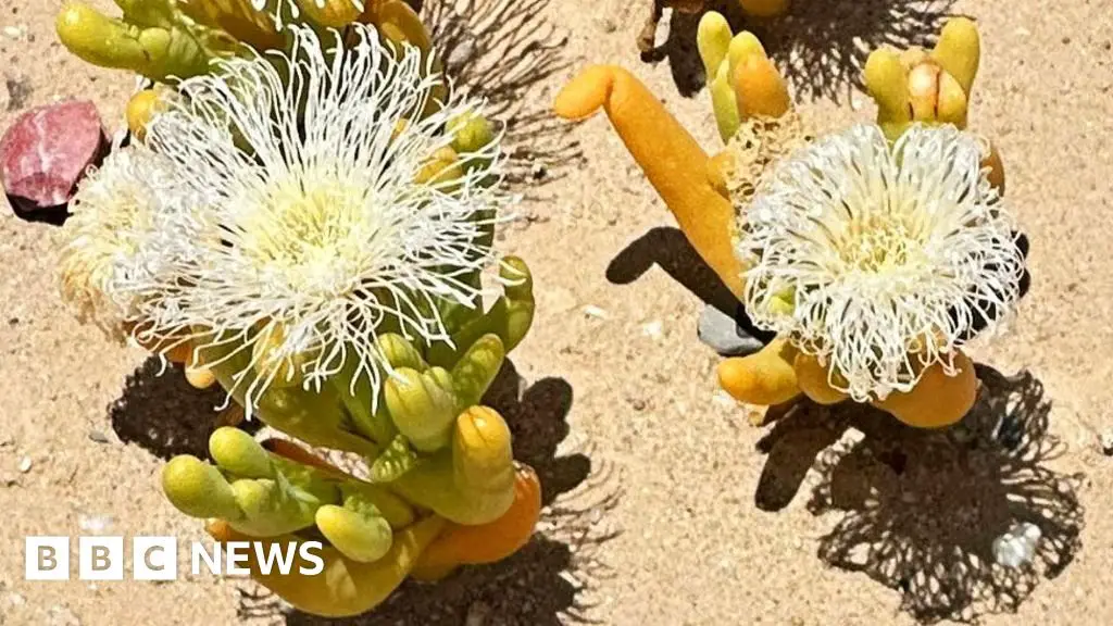 South Africa’s succulents are threatened by poachers in the Karoo