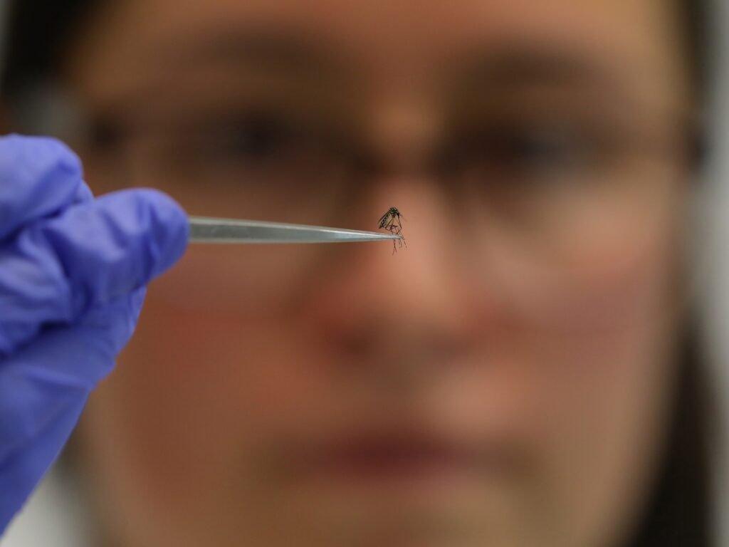 Could mosquitoes provide vaccines against malaria? | Health News