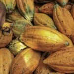 Cocoa crowns 2024 as the biggest raw material winner. It’s not over yet