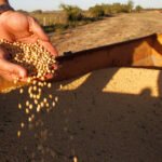 Brazilian court suspends law cutting tax breaks for companies that commit to soybean deforestation. From Reuters