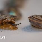 Why 1,329 tiny snails are released on a remote island