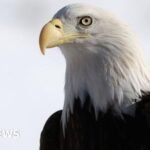 The bald eagle was officially declared the national bird of the USA after 250 years