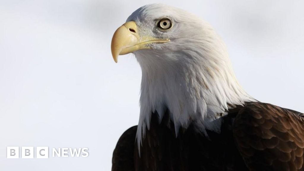 The bald eagle was officially declared the national bird of the USA after 250 years