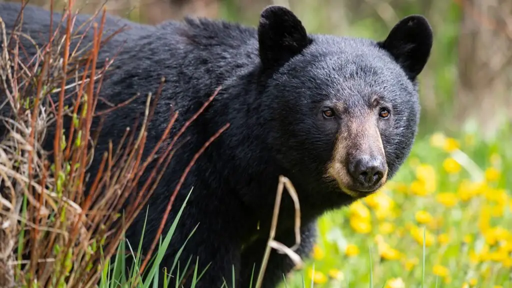 A hunter in Virginia died after a bear was shot in a tree and fell on him: authorities