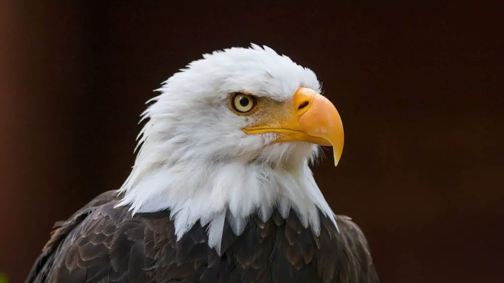 Biden signs bill declaring the bald eagle the national bird