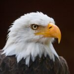 Biden signs bill declaring the bald eagle the national bird