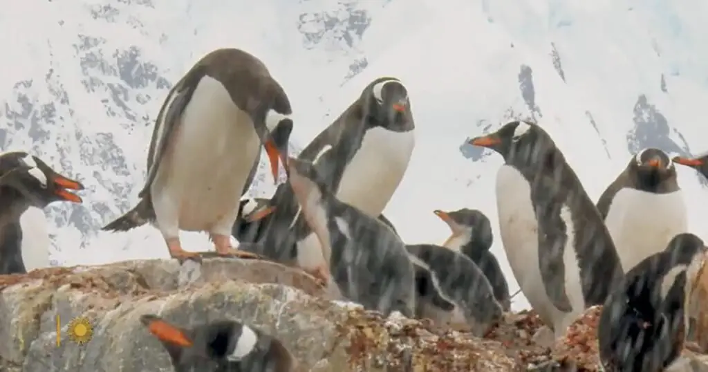 Nature: Penguins in Antarctica – CBS News