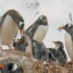 Nature: Penguins in Antarctica – CBS News