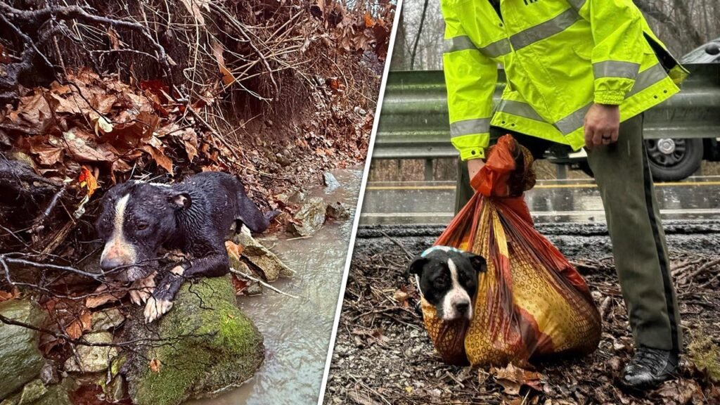 Authorities in Tennessee band together to rescue injured dog from canyon: Video