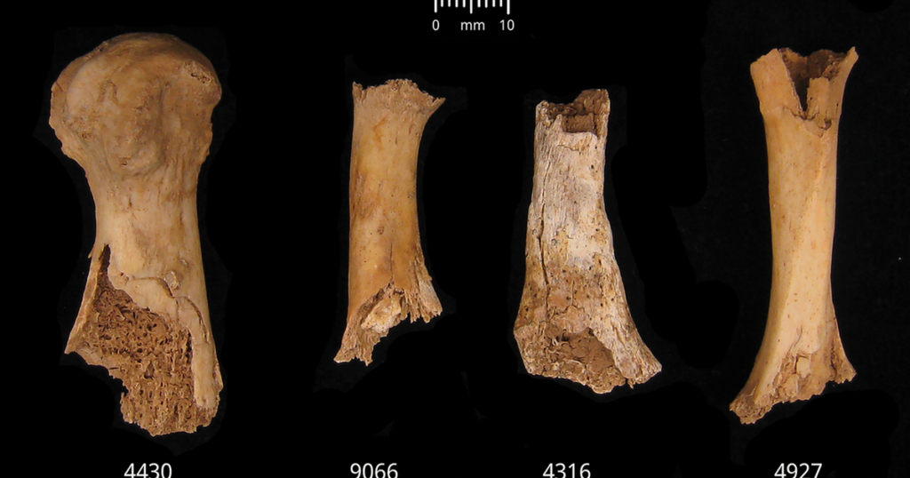 Research shows that after the Bronze Age massacre, dozens of Britons were “killed and slaughtered” and then cannibalized