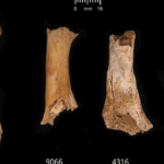 Research shows that after the Bronze Age massacre, dozens of Britons were “killed and slaughtered” and then cannibalized