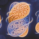Scientists create the conditions that triggered a complex life
