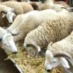 Timetime of the cancellation of Morocco’s Eid Al Adha
