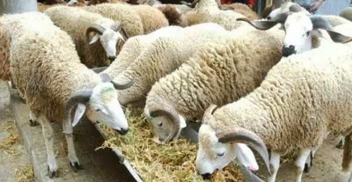 Timetime of the cancellation of Morocco’s Eid Al Adha