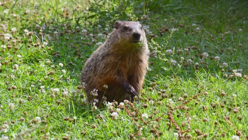 Punxsutawney Phil predicts more winter, but how exactly is it?