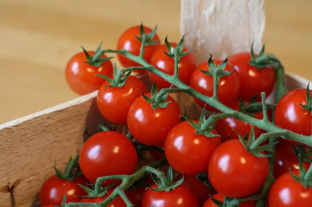 Morocco, France to sign a bilateral agreement to ensure the competition of the fair tomato market