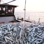 Russia is looking for a 4-year expansion of the Morocco fishing contract