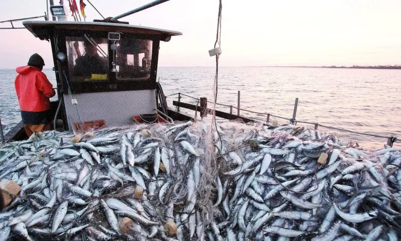 Russia is looking for a 4-year expansion of the Morocco fishing contract