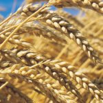 Wheat: suspension of a Russian freight in Morocco that is determined
