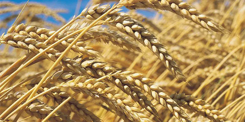 Wheat: suspension of a Russian freight in Morocco that is determined