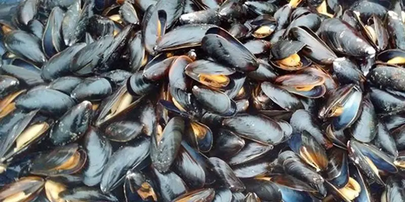 Targha-Chmaâla: Prohibition of harvesting and marketing conchyl products