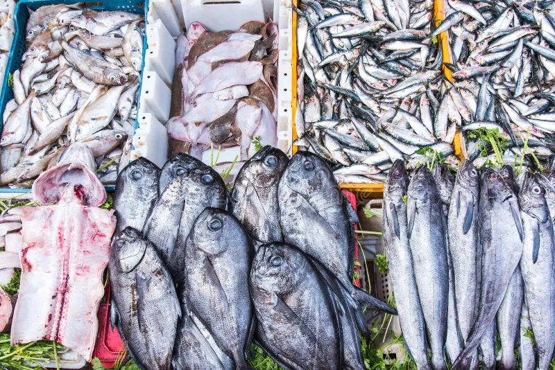 The “Tobility” initiative in Morocco sells 2,150 tons of seafood in more than 40 cities