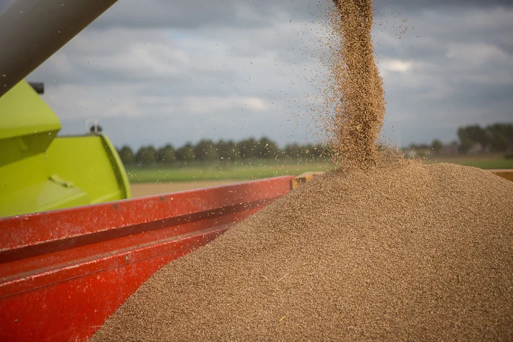 BAM expects a slight increase in grain harvesting under state projections BAM to a slight increase in grain harvesting under state projections