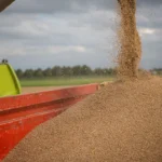 BAM expects a slight increase in grain harvesting under state projections BAM to a slight increase in grain harvesting under state projections