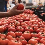 EU rejects claims for tax fraud in Moroccan tomato exports.