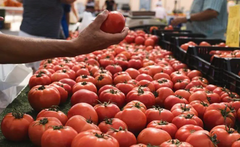 EU rejects claims for tax fraud in Moroccan tomato exports.