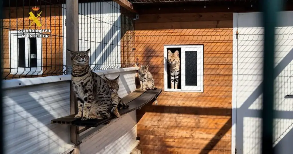 The couple arrested because they arrested exotic cats, including protected species such as white tigers and pumas