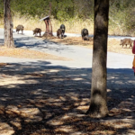 Loving Autumn Riding – BionicOldGuy