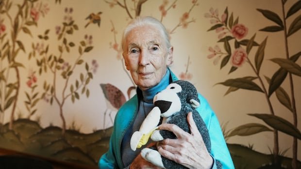 Jane Goodall, conservationist and chimpanzee researcher, dead under 91