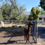 More riding in nice weather until the rain came – BionicOldGuy