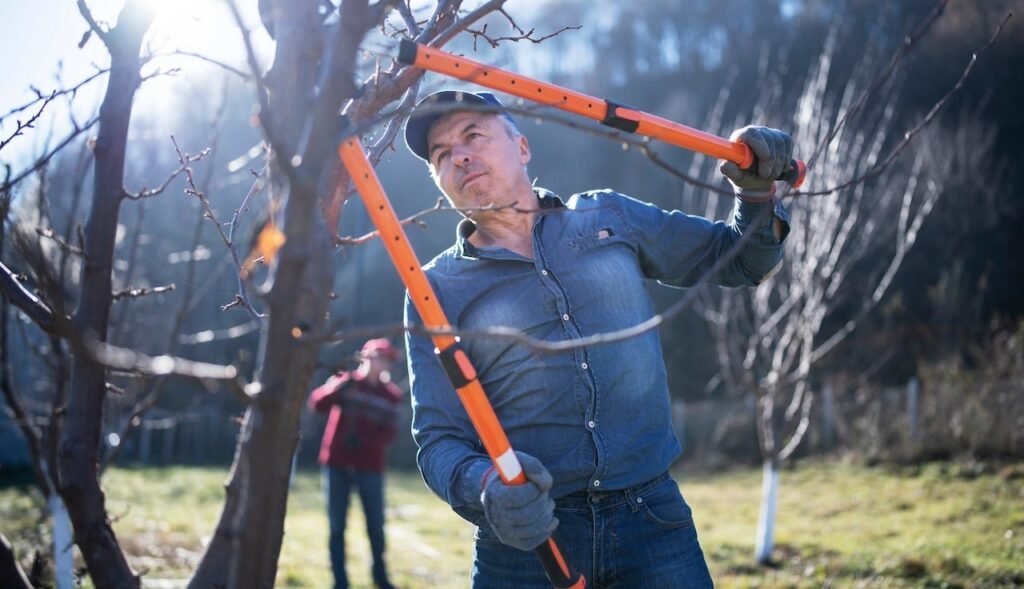 Essential winter garden tools: chainsaws, snow blowers and pet-safe ice melters